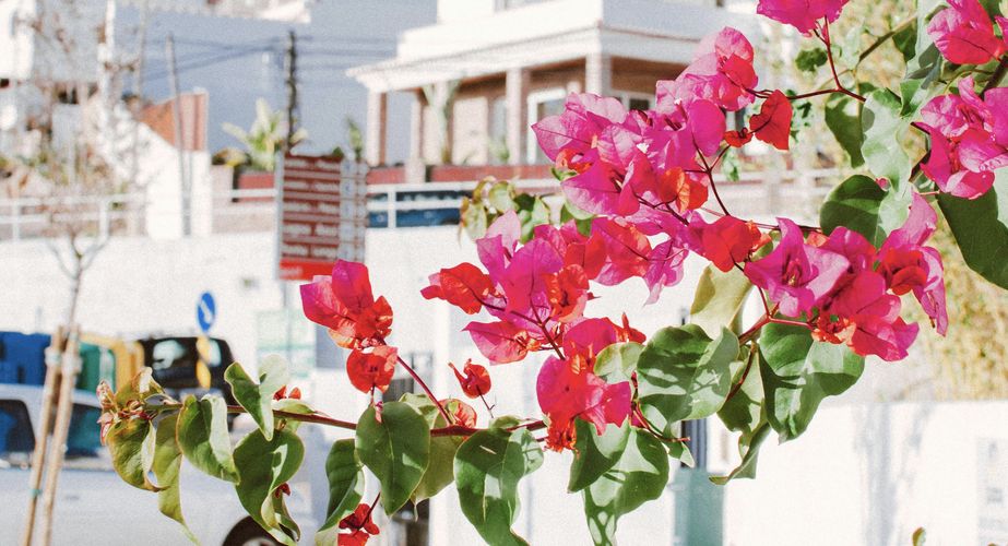 Mooie roze bloemen Mooie roze bloemen